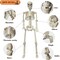 Halloween 36 Inches High Full Body Posable Standing Skeleton Decorations Outdoor with 18.8 Inches Long Skeleton Dog for Party Haunted House Supplies